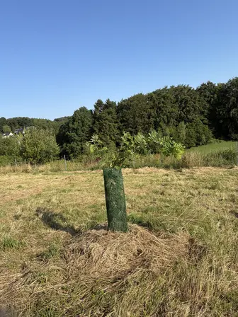 Foto treephoto-i5ovxk1ghkawanp2l3qsm6yi.jpeg