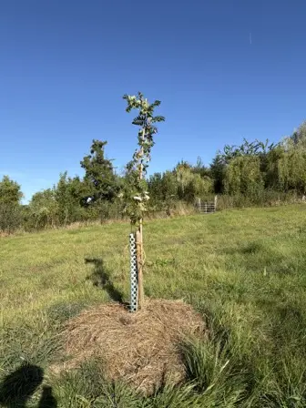 Foto treephoto-qqc1gv1k7mulw8i77ebjqgm1.jpeg