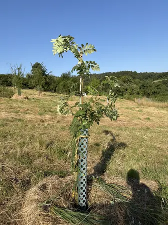 Foto treephoto-rh0hm2adxbzeumkhlpzq06jd.jpeg