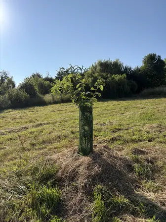 Foto treephoto-rjm0izoqmvqo9p0p4bnp5hvb.jpeg