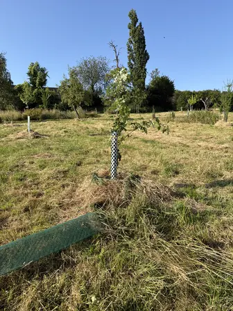 Foto treephoto-ua8yxgjeoy66ttght9t7rt1r.jpeg