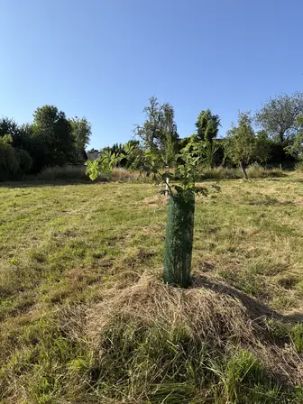 Foto treephoto-vnppbux9kuxs9ok9sa9dqb0v.jpeg