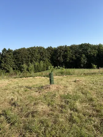 Foto treephoto-y14msce6n1ahndnj5xxiz93g.jpeg