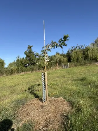 Foto treephoto-y6p6sh5mohz44rz9utgadv6x.jpeg