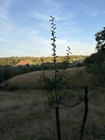 Foto treephoto-q2fp1nmir0j8fh4ly9ze4gq6.jpeg