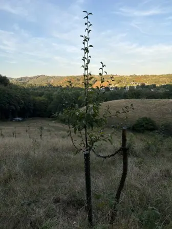 Foto treephoto-r9m8cu3g3b6ruqn6h4bo9vx0.jpeg