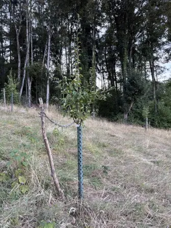 Foto treephoto-rzgp80ryn75dvh9j18jctlqp.jpeg