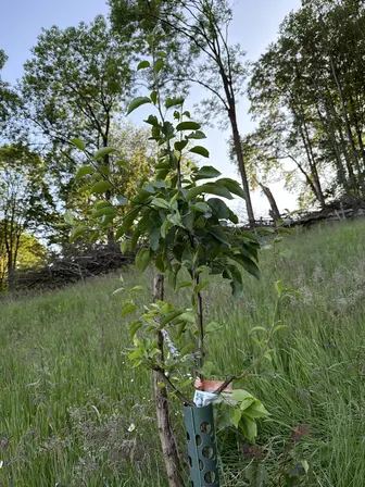 Foto treephoto-wpic2g6nxx6p0ez7tu9w6d64.jpeg