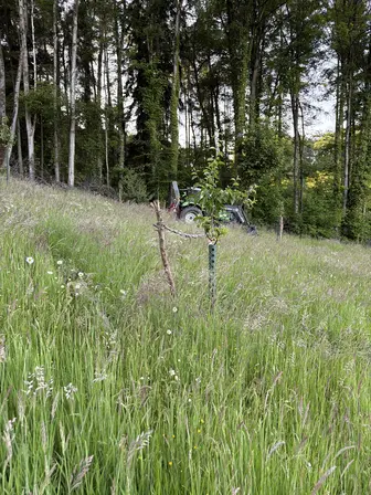 Foto treephoto-x7cgcovhascqeuhaqgyb68fo.jpeg