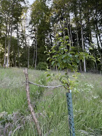 Foto treephoto-y15ltkzwpoghwpf2xjqn6toz.jpeg