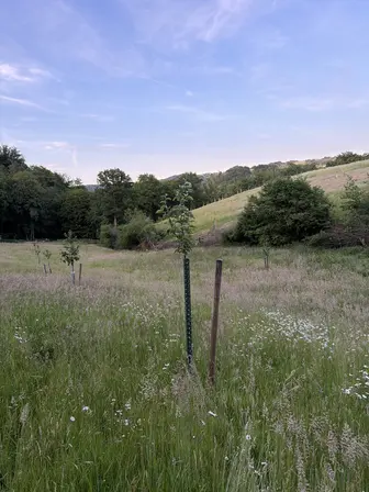 Foto treephoto-sukh2nbgklzudc3ymq857e5r.jpeg