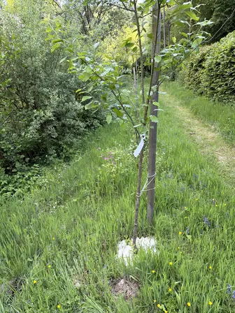 Foto treephoto-ciym3xk1uq0y84jjdu2ixgmj.jpeg