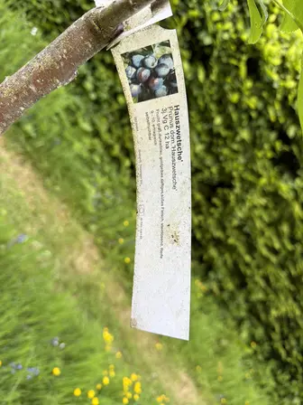 Foto treephoto-qjfun7e4s9ias4kzqjs0l4xh.jpeg