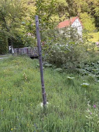 Foto treephoto-z2ovzk654b9j6ags7jkhl10x.jpeg