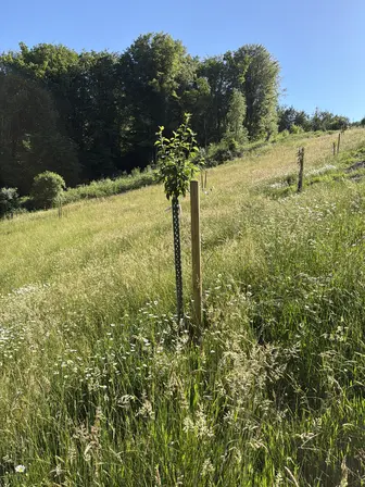 Foto treephoto-fweoqrhhgyuvyqsx9bappxig.jpeg