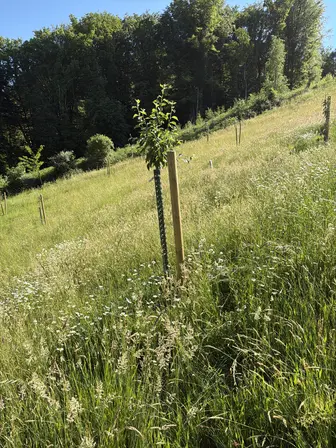 Foto treephoto-zy24upj4pf03dpycg1tx8m3k.jpeg