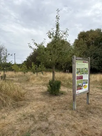 Foto treephoto-dsxjlkvq0evv0g6538epetdj.jpeg