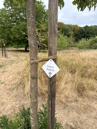 Foto treephoto-n3nr9d1yxolee7thheueaj64.jpeg
