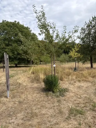 Foto treephoto-o1tzshgsho7c1t501cyuayea.jpeg