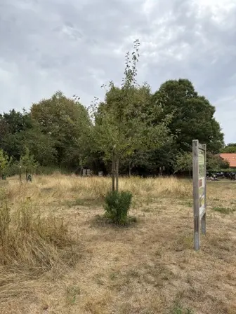 Foto treephoto-olai30v2tbryd5b1p11tvaa1.jpeg