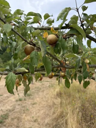 Foto treephoto-wcbk0nlrjzu1gf5tge3ec3xb.jpeg