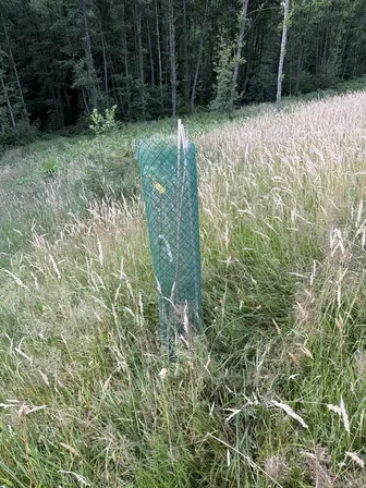 Foto treephoto-berokt4pa8qm54s7b1fiatte.jpeg
