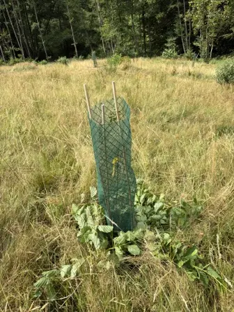 Foto treephoto-cao5b0xk4jfqdlf67ysjq7yn.jpeg