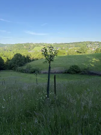 Foto treephoto-i45zqgtsi2dira4fqr9jair1.jpeg
