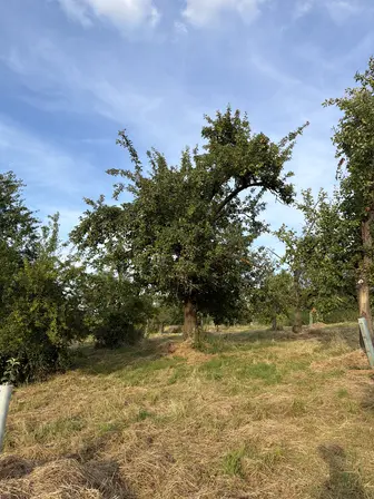 Foto treephoto-wedbvz2nxrumeb1s1m84n7qy.jpeg
