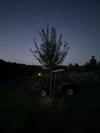 Foto treephoto-eq9hmfthsu0yhv7wg10puc7k.jpeg