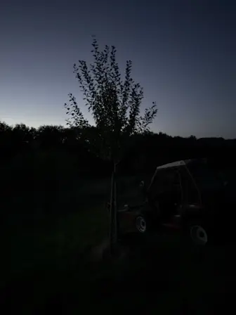 Foto treephoto-pl75kudjyf089ms5xbrh18r4.jpeg