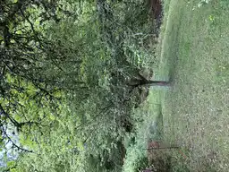 Foto treephoto-ccmajmqlfoptjfmogh8rb1dd.jpeg
