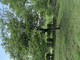 Foto treephoto-e6kjjdqre2688tz2upi76q6p.jpeg