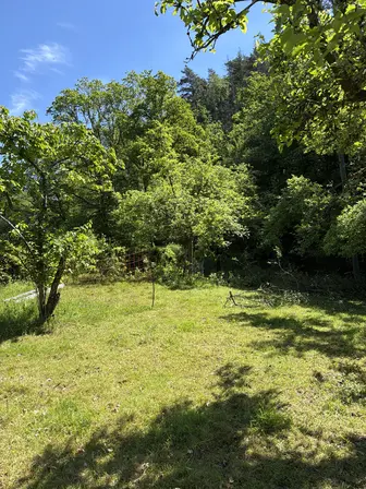 Foto treephoto-npms2wr7fcitinttp7tpdp77.jpeg