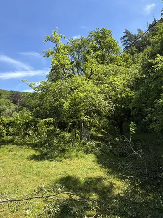Foto treephoto-pvddebyozo0ghpbwjnx8ynox.jpeg