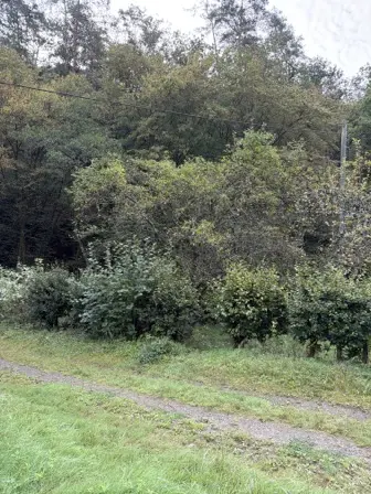 Foto treephoto-vt6c3pkxpghbmhnwx7lf4wni.jpeg