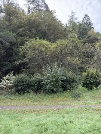 Foto treephoto-vvtut49wmuk3x4eedx7h9q0y.jpeg
