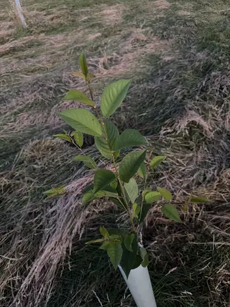 Foto treephoto-leo3ngkdp4ahvaif0fxluk3h.jpeg
