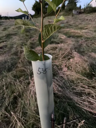Foto treephoto-lr476mel7apugnryoqkrz0uu.jpeg