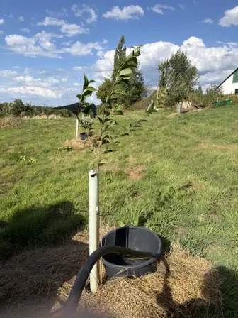 Foto treephoto-mpiqsa59zc5roev8h0mzpyqv.jpeg