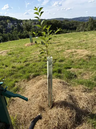 Foto treephoto-nxxz76j01dw2ri1hc7ssy2tq.jpeg