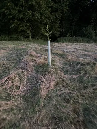Foto treephoto-slw8v7ecawjl8hz8obqk4zpk.jpeg