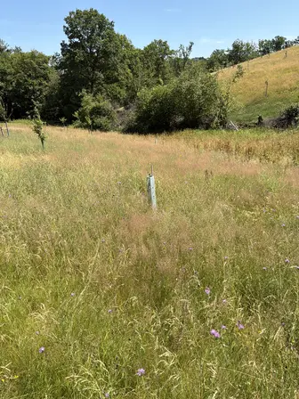 Foto treephoto-gqwx539w6j6ns56pjs275x15.jpeg