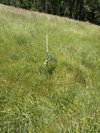 Foto treephoto-j4tr581cxh1npyy9pb19wz07.jpeg