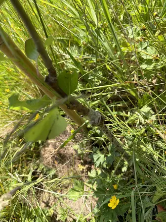 Foto treephoto-lr99gi4vnm9ycz1p49mxoiru.jpeg
