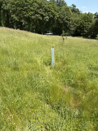 Foto treephoto-o8a0ysg7hs9we1rc29gns5k0.jpeg