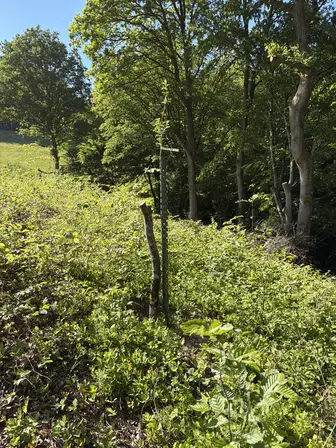 Foto treephoto-awnkky1csblteo33silcdn02.jpeg