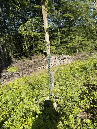 Foto treephoto-d8rn5672ayb985brktzb7ul2.jpeg