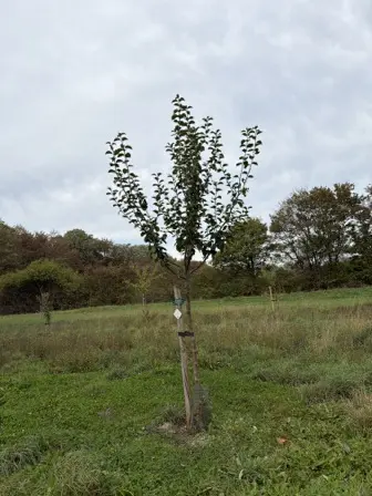 Foto treephoto-e3c7lwk2l1d6grpzowt0myhy.jpeg