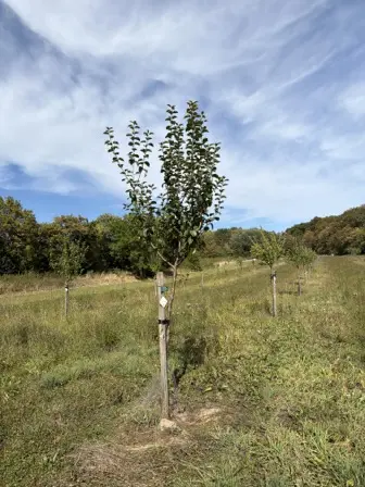 Foto treephoto-p0nwqdoo6b1m0yr6jftdda8j.jpeg
